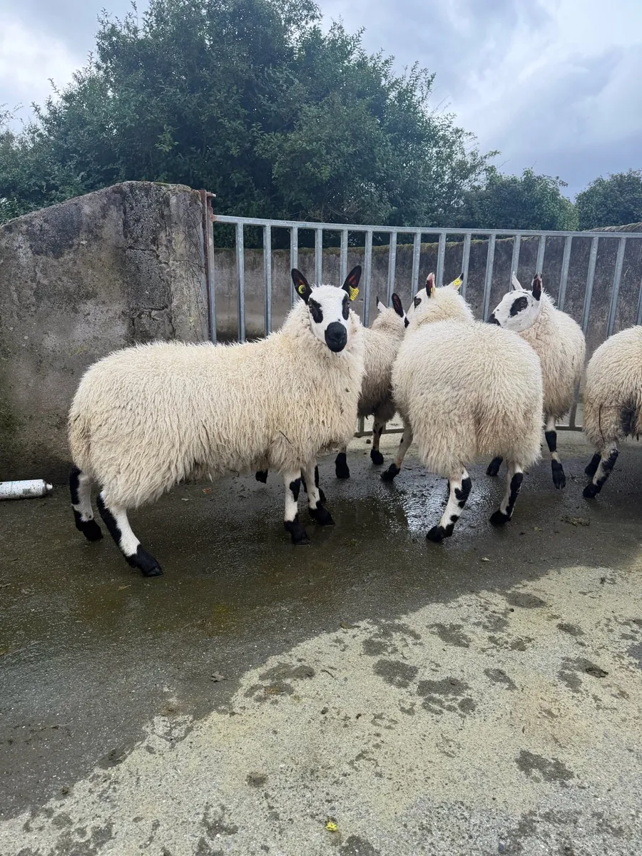 Pbnr Kerry hill ewe lambs - Image 4