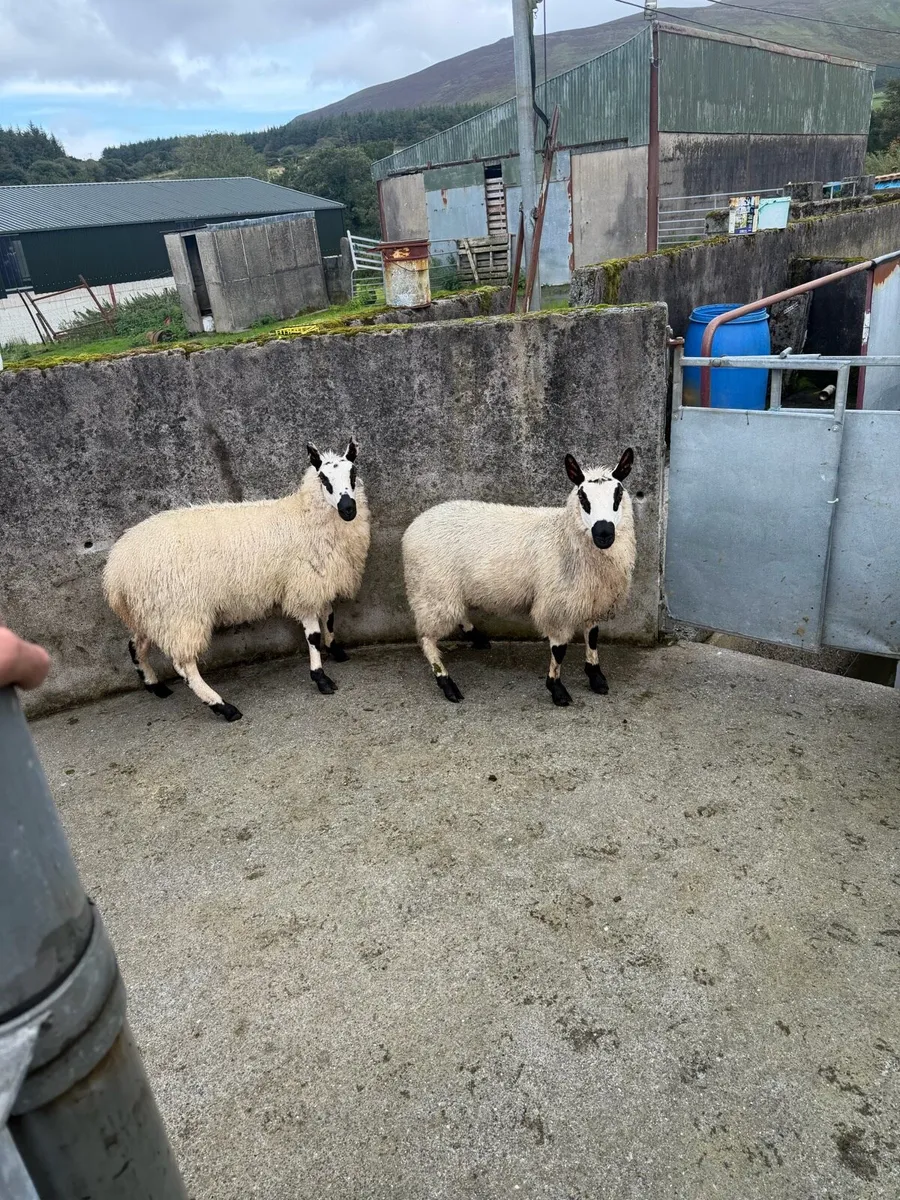 Pbnr Kerry hill ewe lambs - Image 3