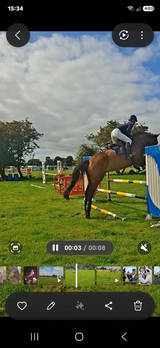 4 Year Old Bay Gelding - Image 2