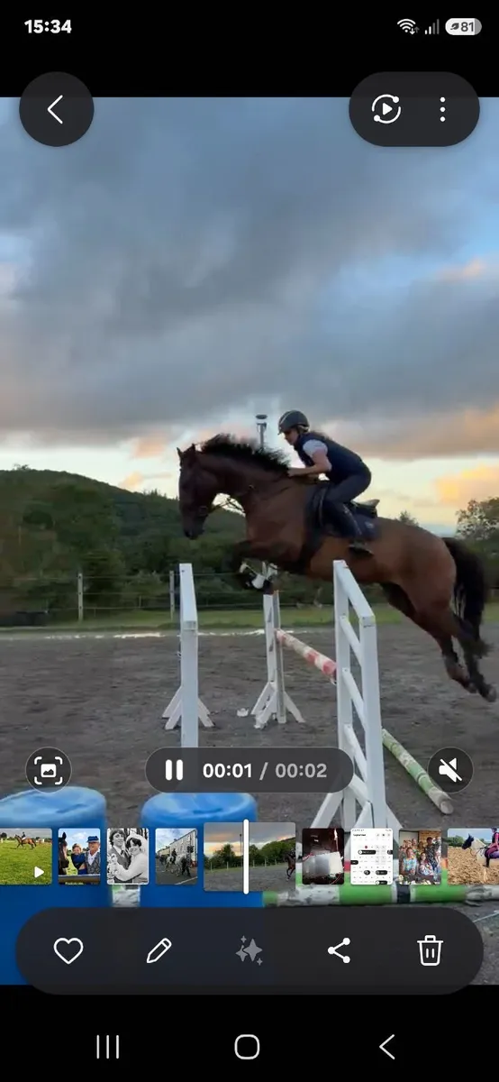 4 Year Old Bay Gelding - Image 1