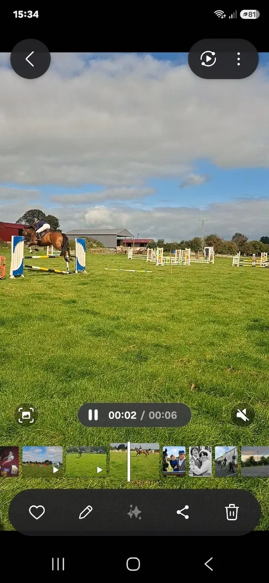 4 Year Old Bay Gelding - Image 3