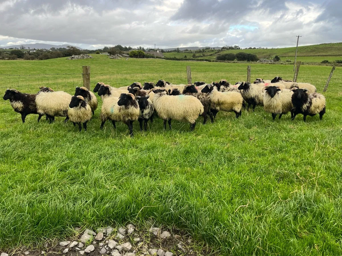 Mountain ram lambs for sale - Image 1