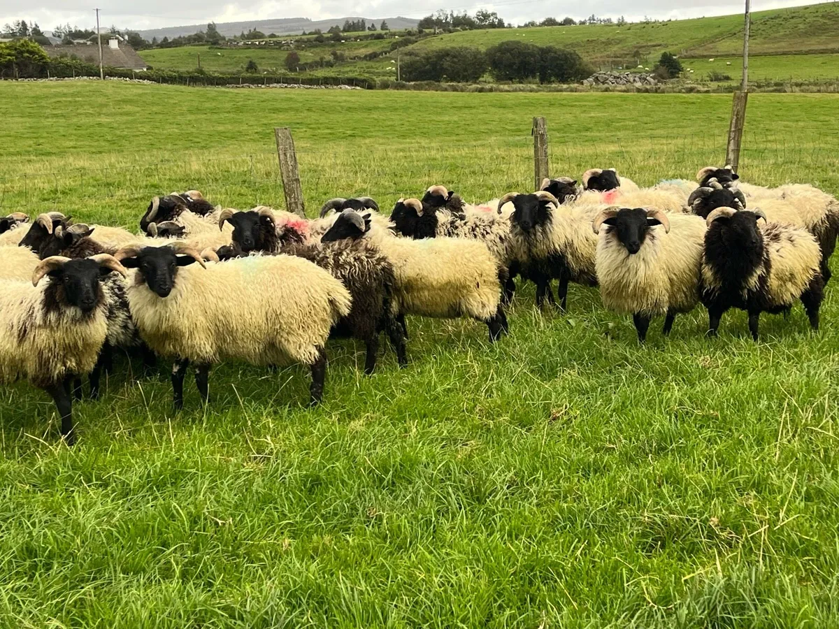 Mountain ram lambs for sale - Image 2