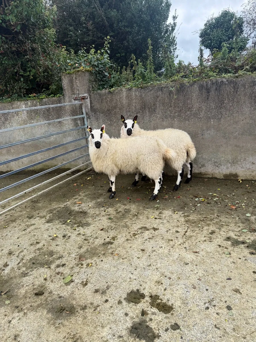 Pbnr Kerry hill ewe lambs - Image 1