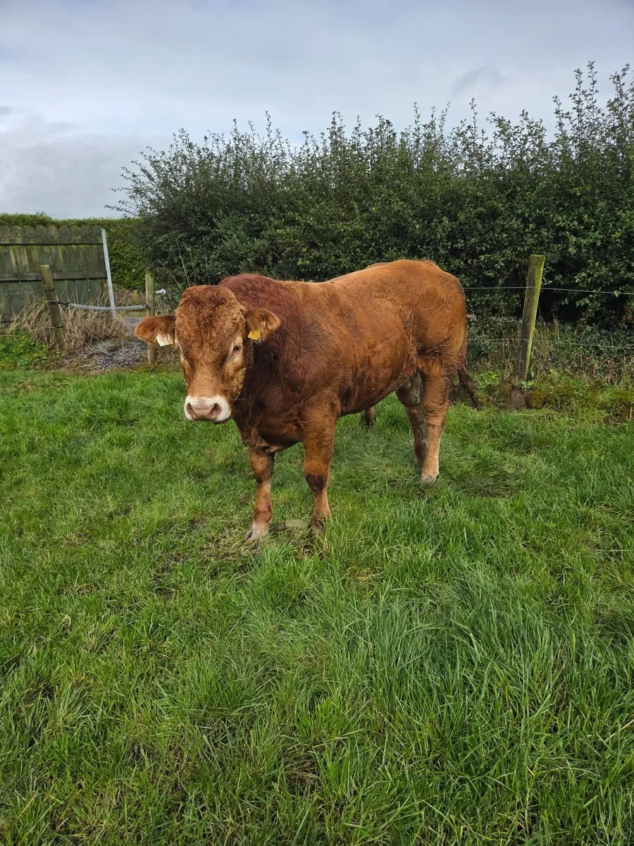 Pedigree Limousin Bulls - Image 2