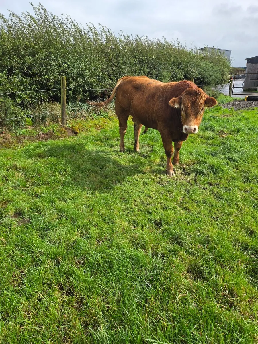 Pedigree Limousin Bulls - Image 3