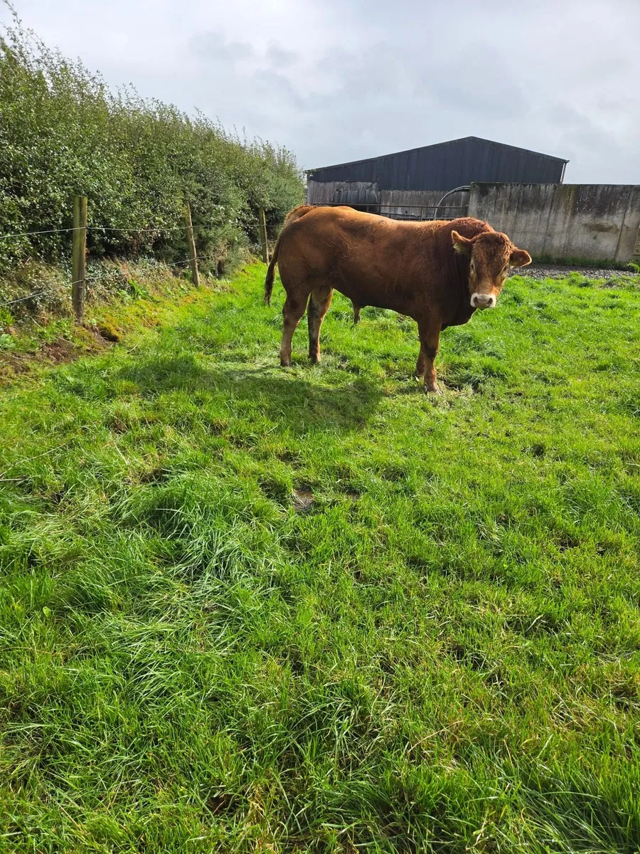 Pedigree Limousin Bulls - Image 1