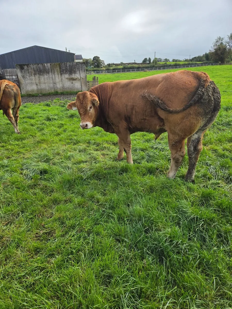 Pedigree Limousin Bulls - Image 4