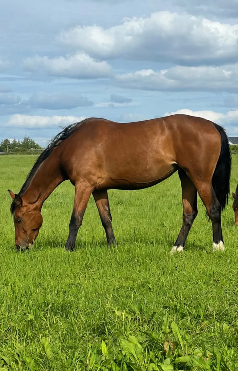 Beautiful 3- year old mare - Image 1