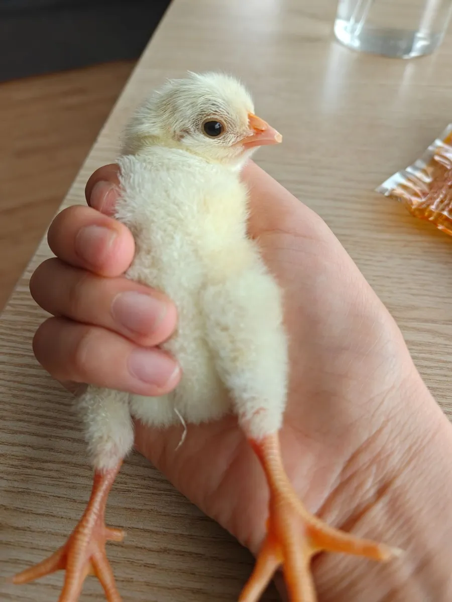 Rooster and Male Quail Two for €10 - Image 1