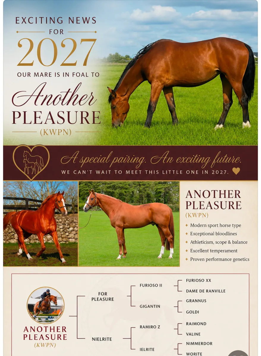 Beautiful 3- year old mare - Image 3