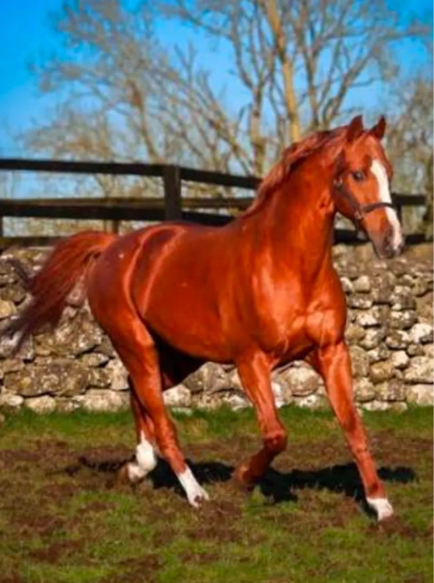 Beautiful 3- year old mare - Image 4