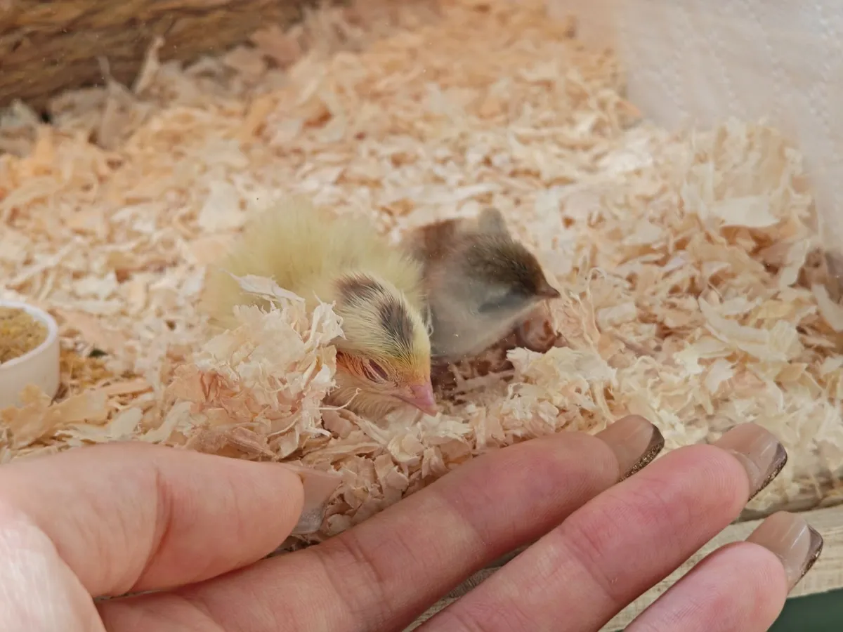 Rooster and Male Quail Two for €10 - Image 2