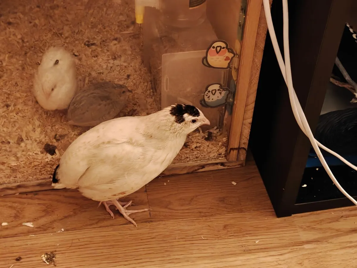 Rooster and Male Quail Two for €10 - Image 3