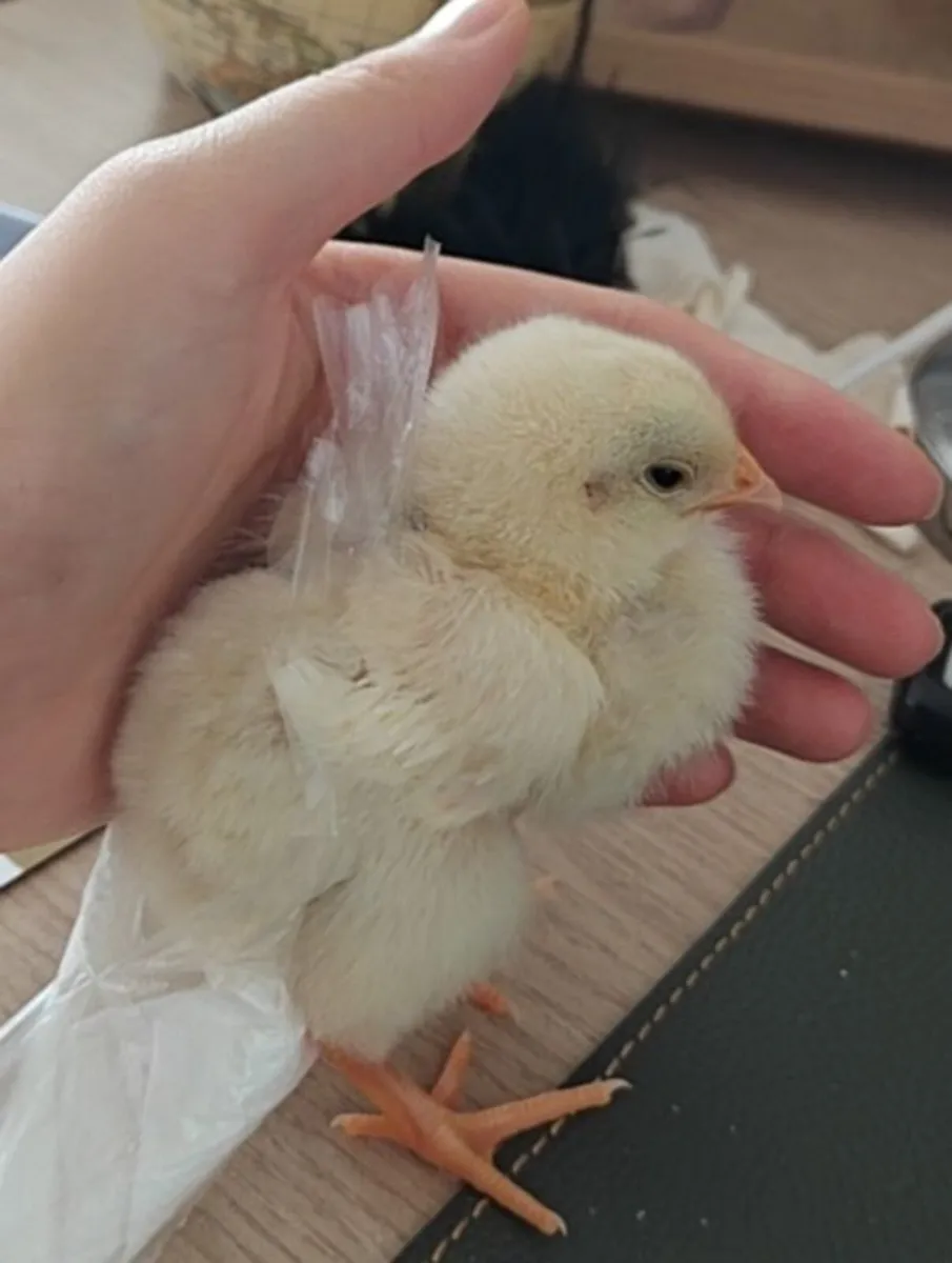 Rooster and Male Quail Two for €10 - Image 4