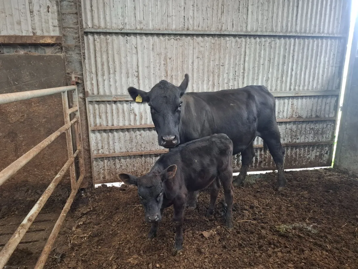 COW - Image 2