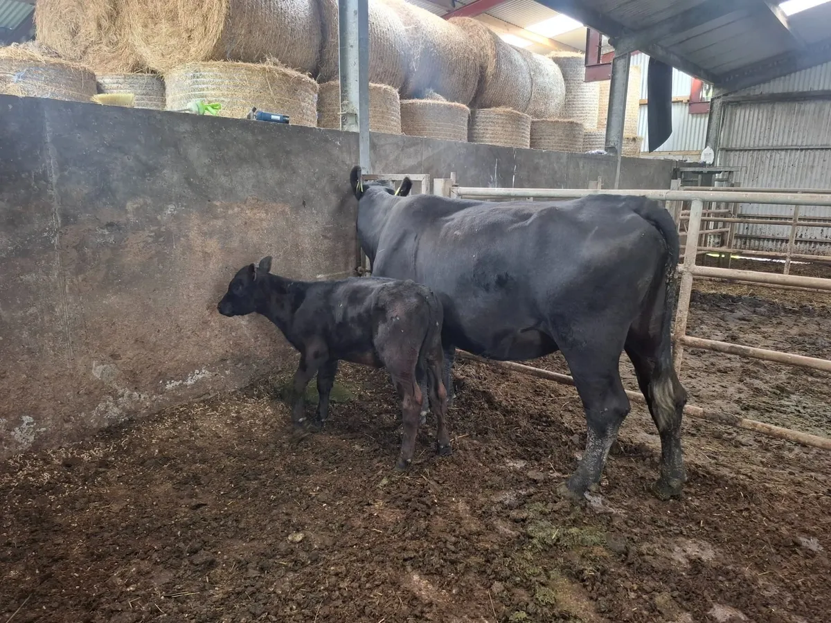 COW - Image 3