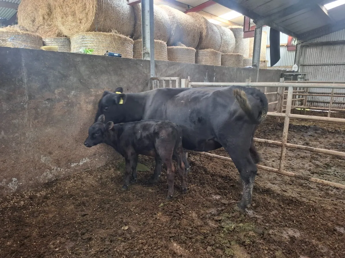 COW - Image 4