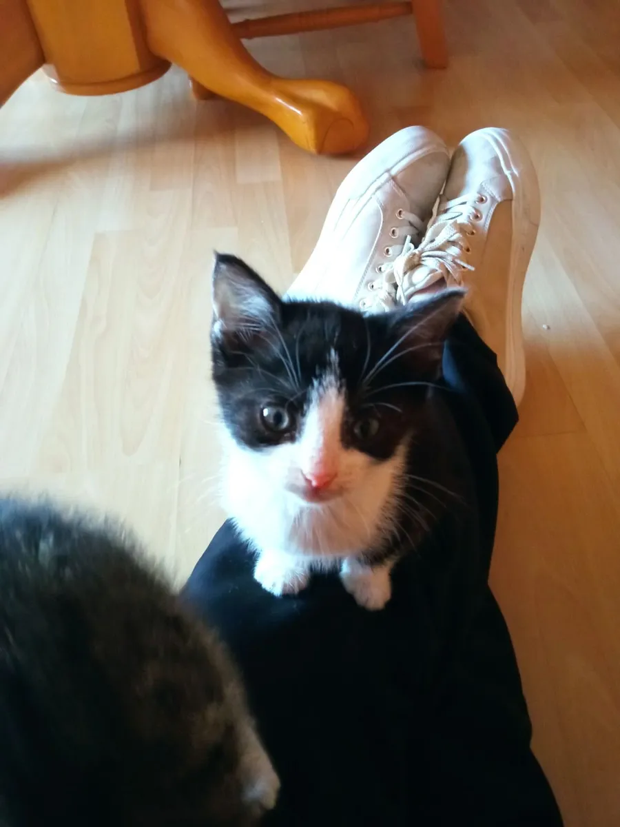 Kittens - Image 2