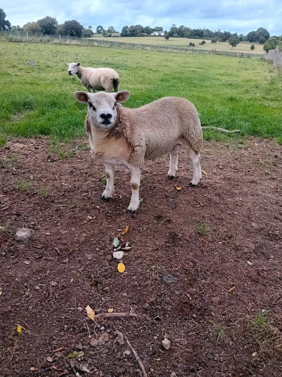 Texel Ram Lamb - Image 2