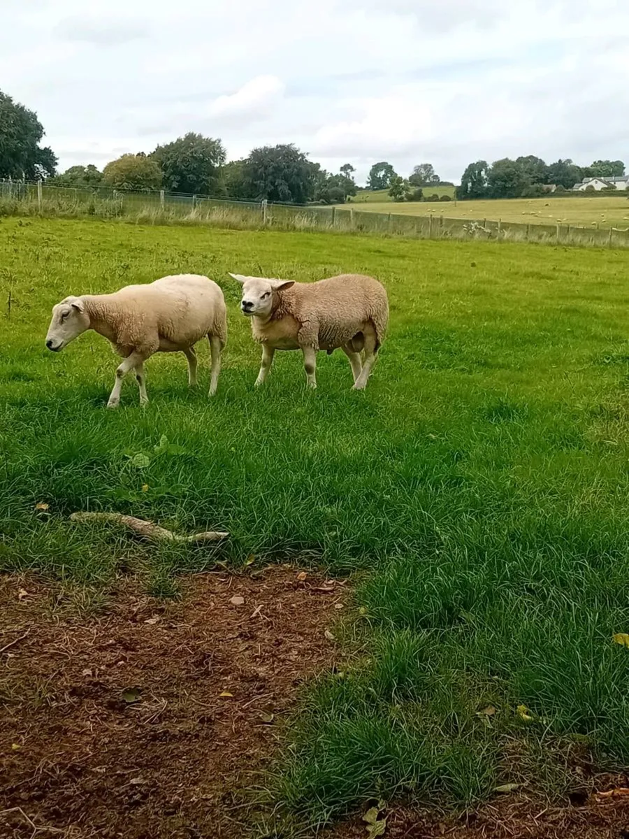 Texel Ram Lamb - Image 3