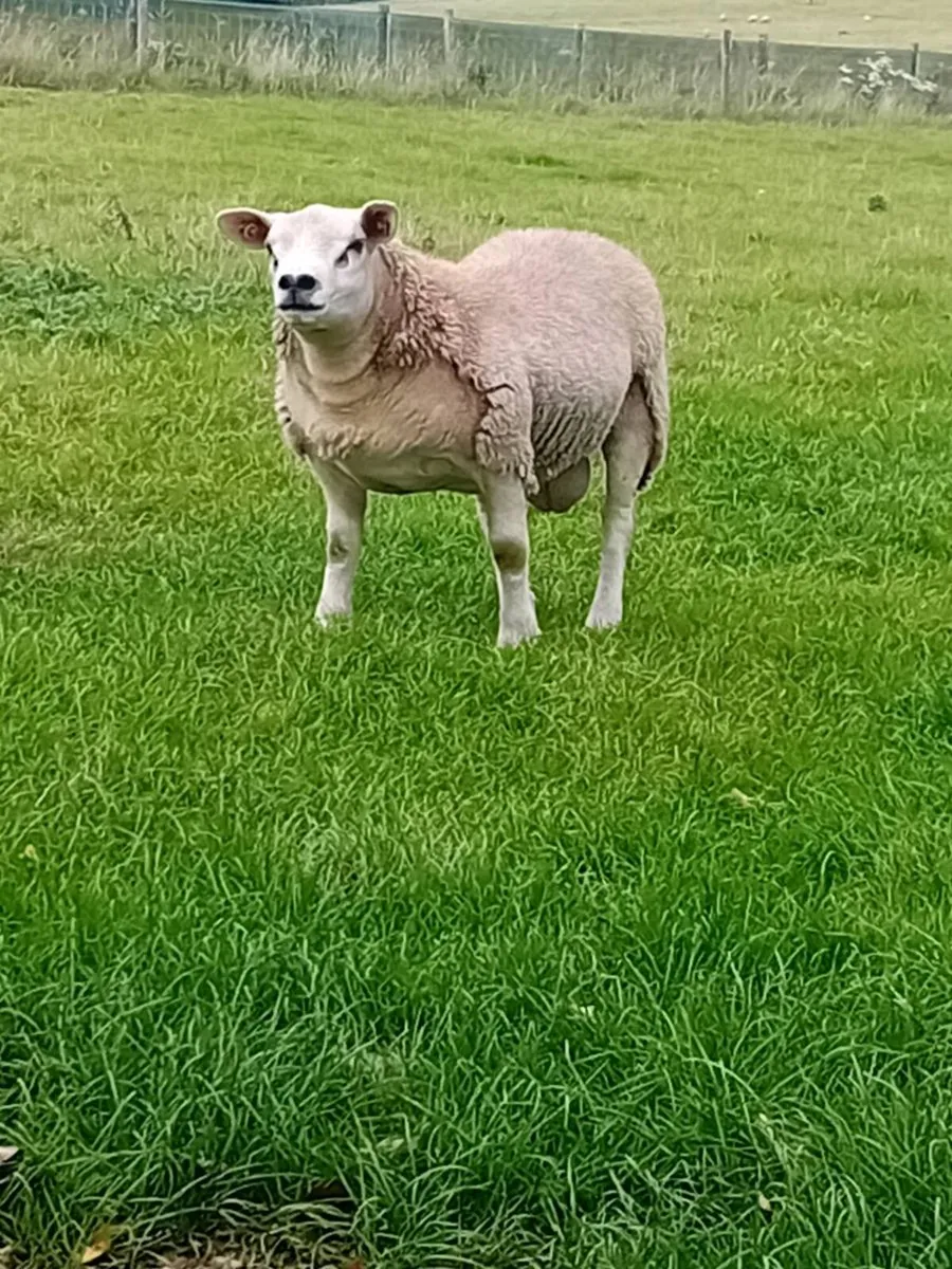 Texel Ram Lamb - Image 4