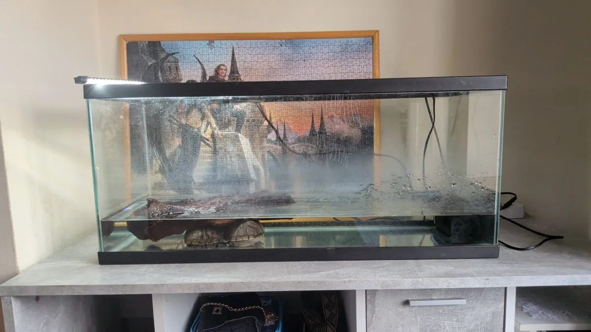 Musk turtles with tank and filters - Image 1