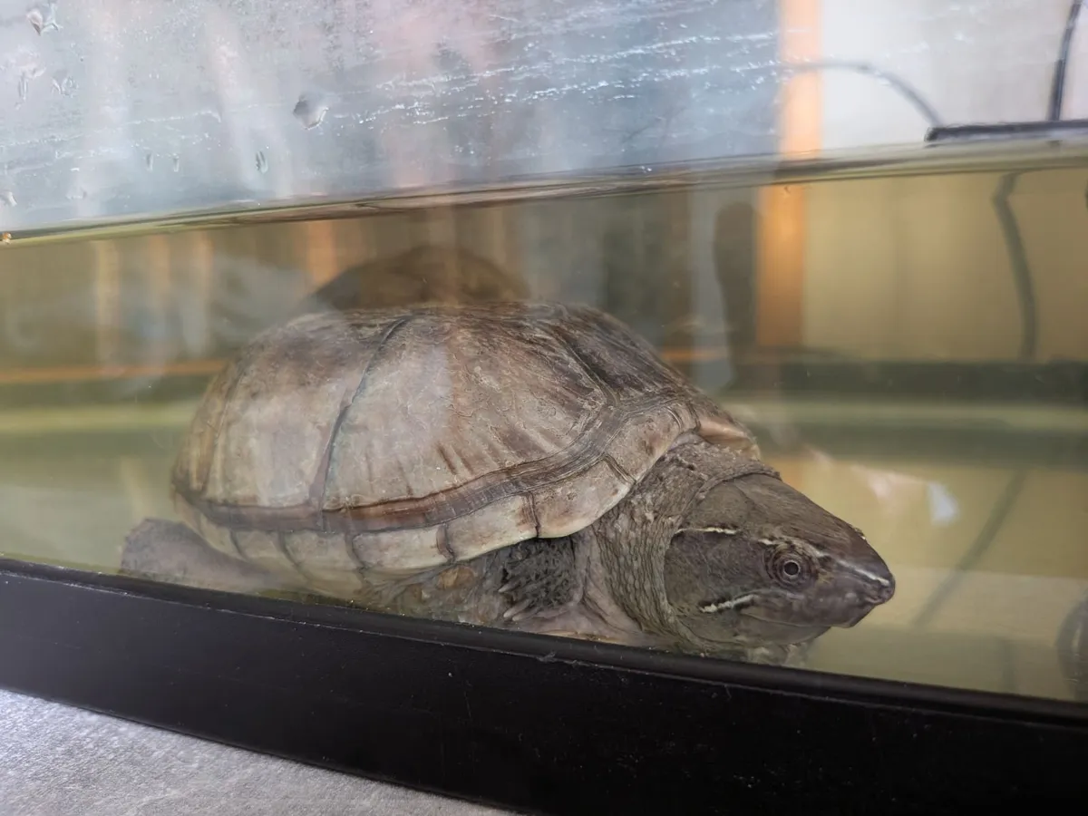 Musk turtles with tank and filters - Image 2