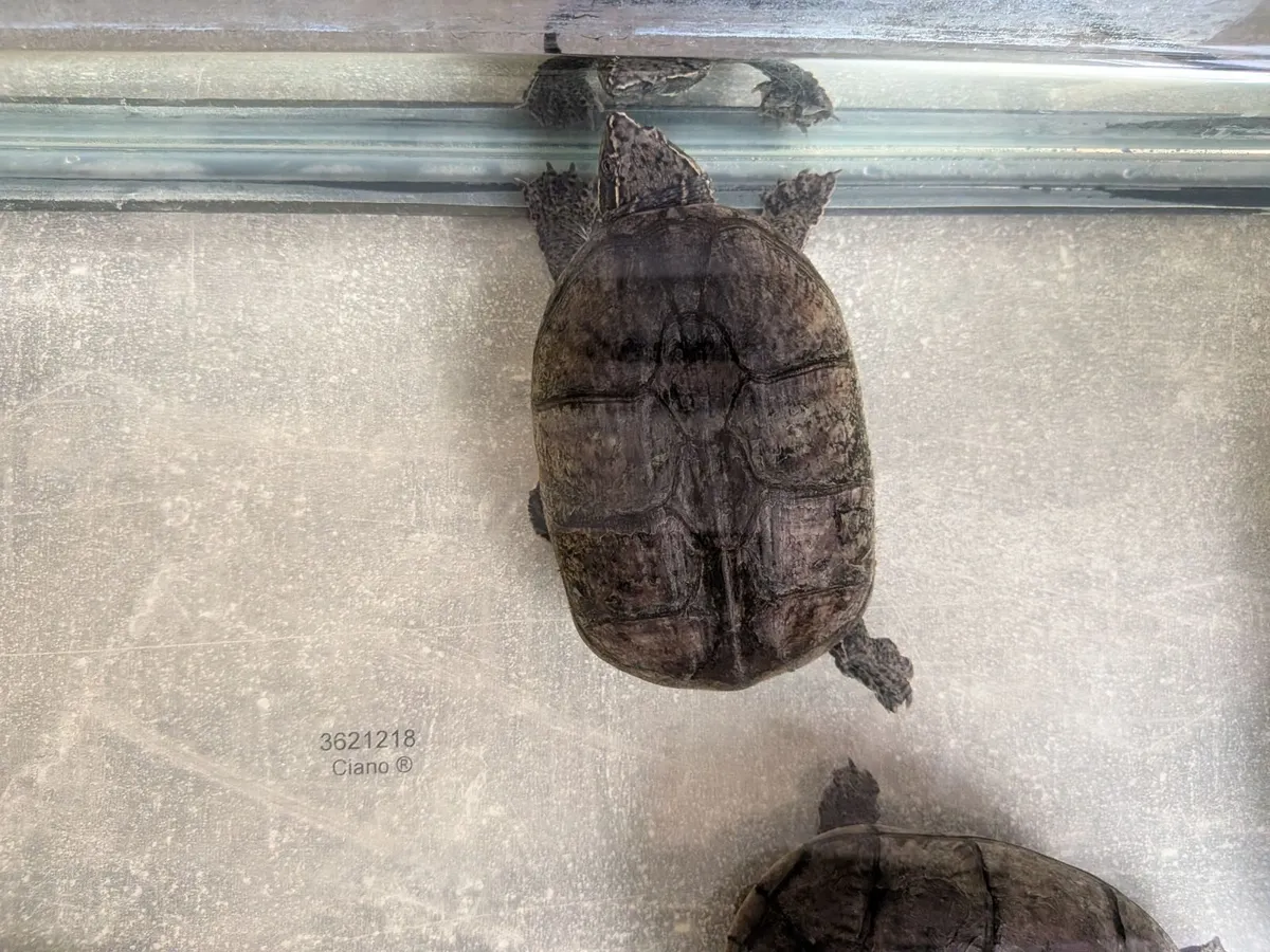 Musk turtles with tank and filters - Image 3