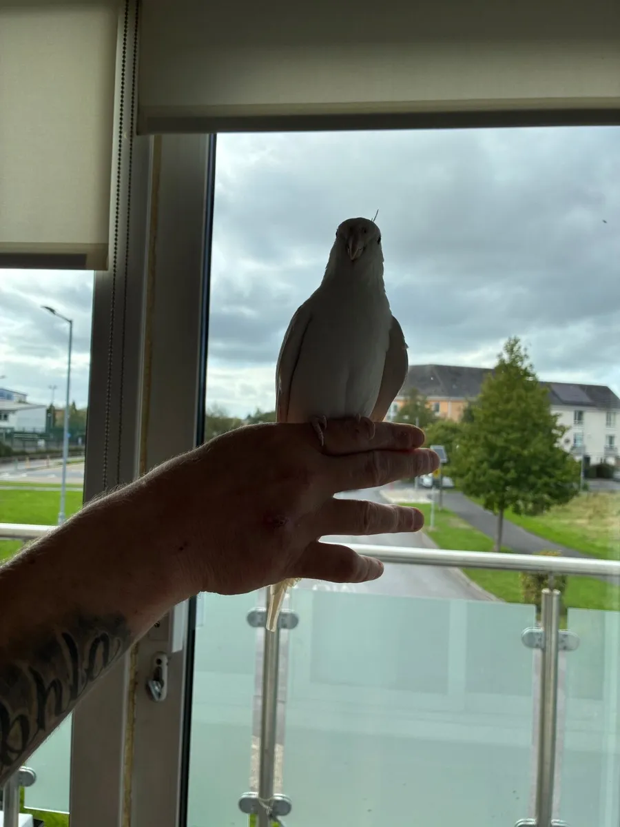 Cockatiel - Image 2
