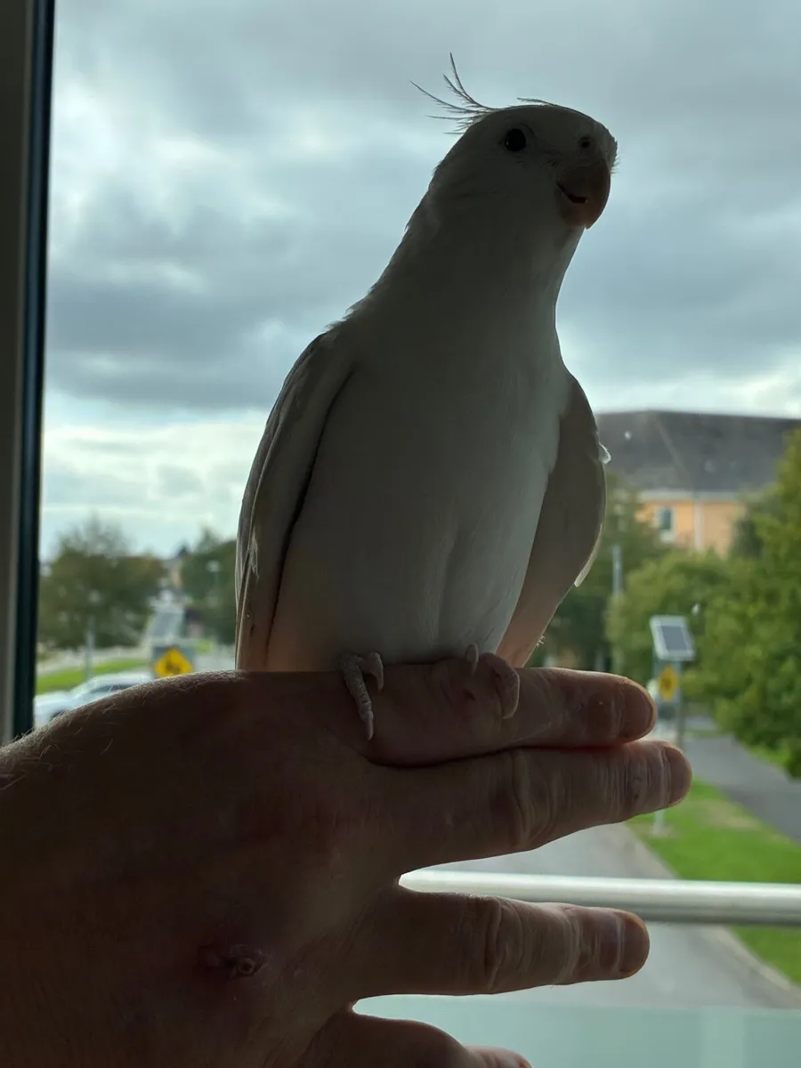 Cockatiel - Image 1