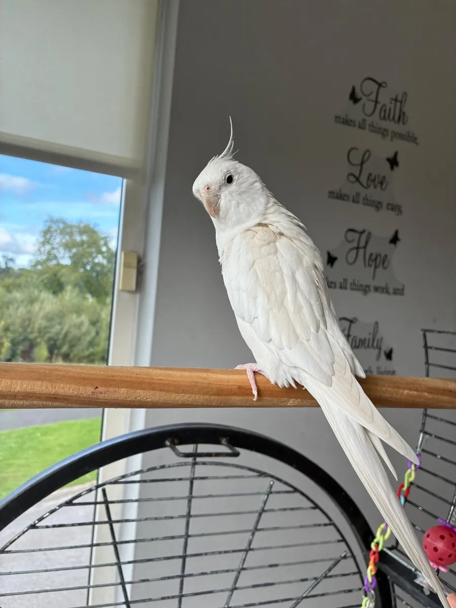 Cockatiel - Image 3