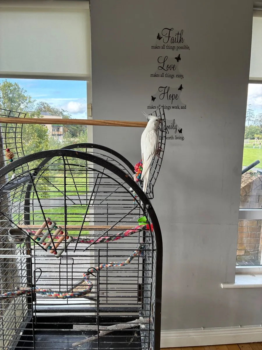 Cockatiel - Image 4
