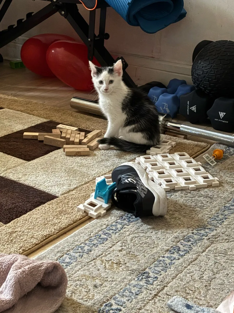 Tuxedo male kitten - Image 1