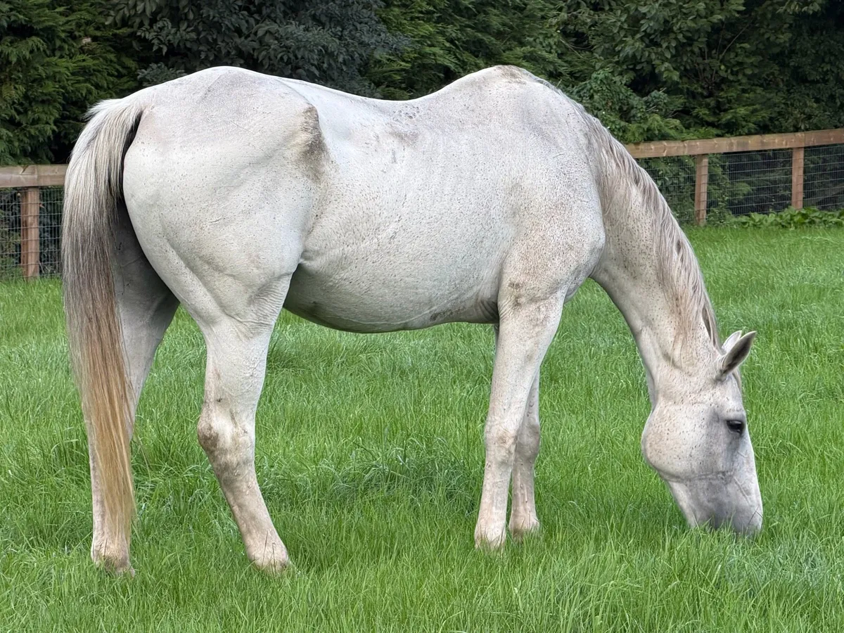 16,2 Broken riding mare and in foal 20 years old - Image 1