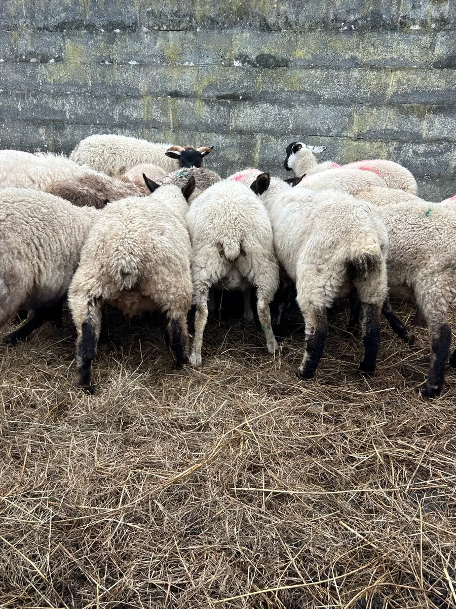 28 store lambs - Image 3