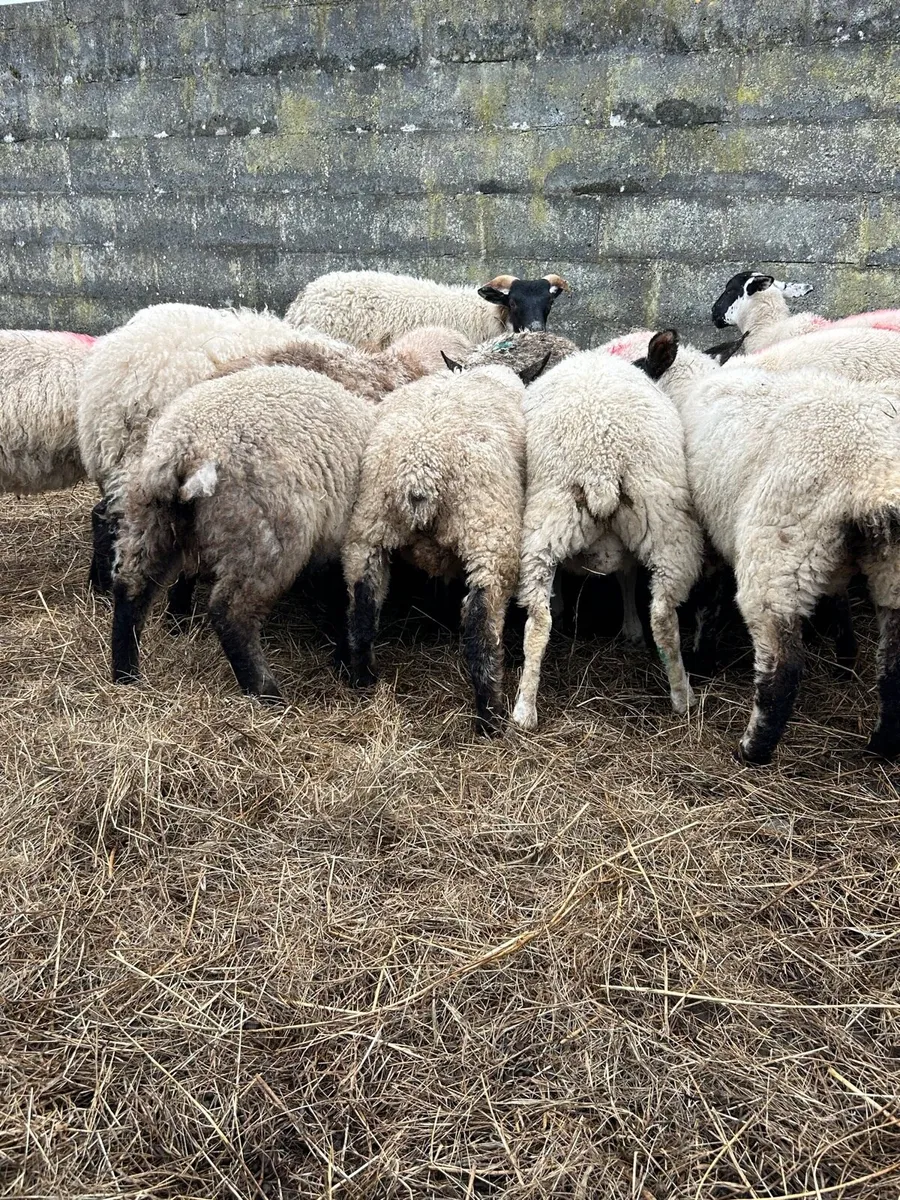 28 store lambs - Image 4