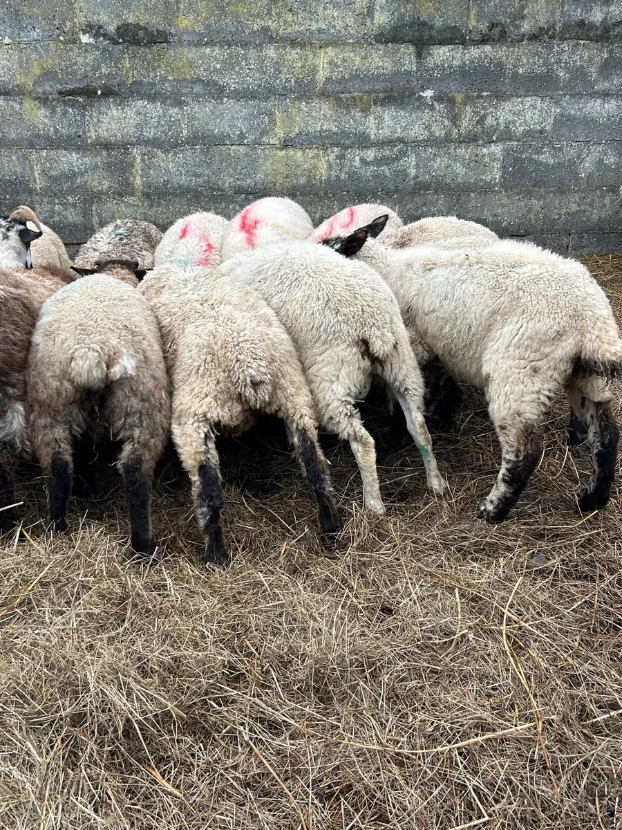 28 store lambs - Image 1