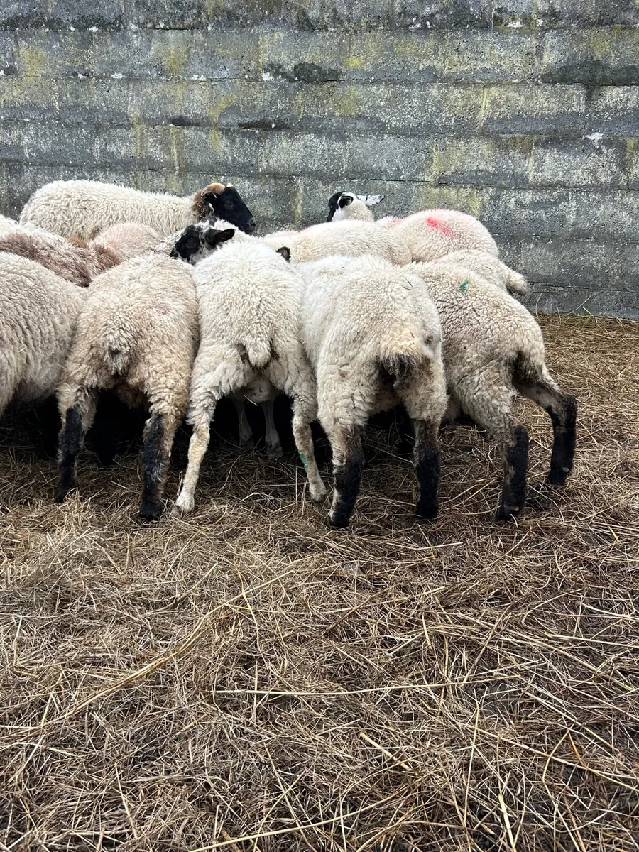 28 store lambs - Image 2