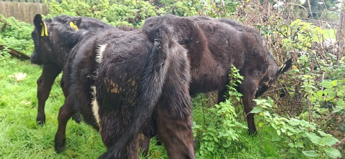 Reared Angus  Bull Calves - Image 1