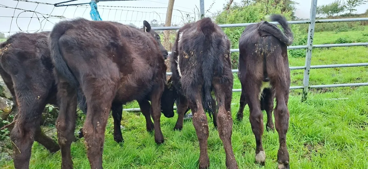 Reared Angus  Bull Calves - Image 2