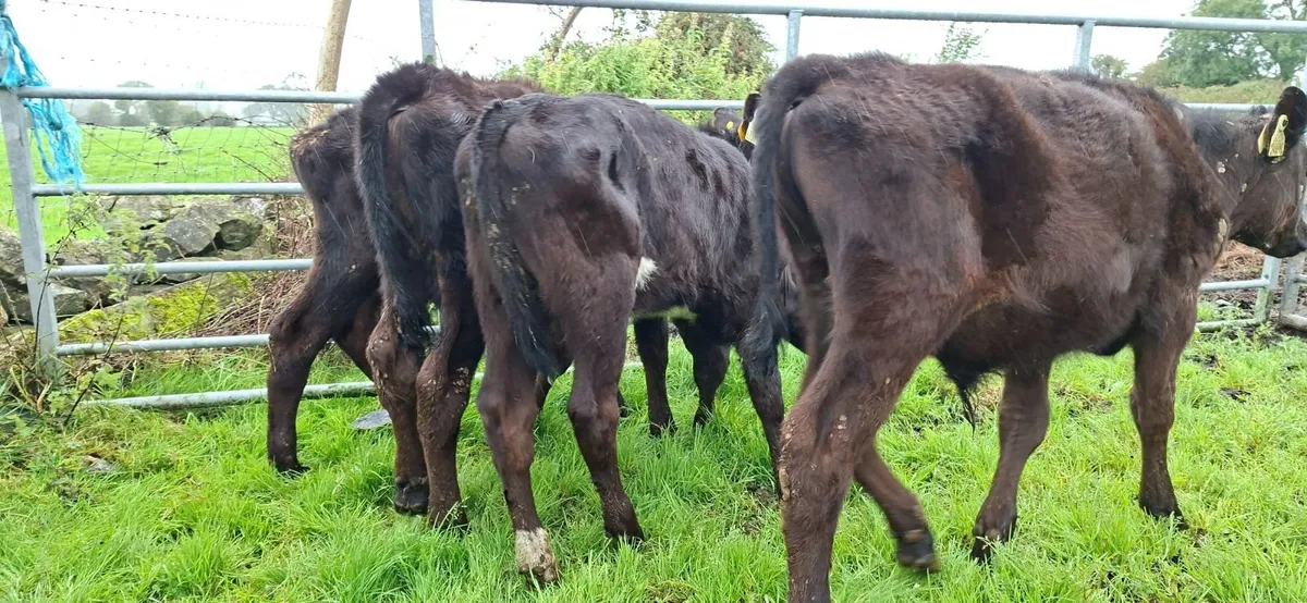 Reared Angus  Bull Calves - Image 3