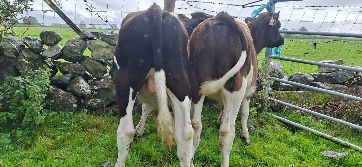 Reared Angus  Bull Calves - Image 4