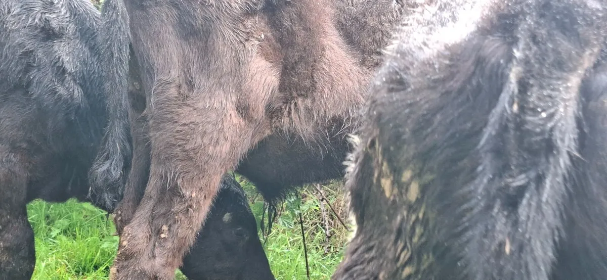 Reared Angus  Bull Calves - Image 2