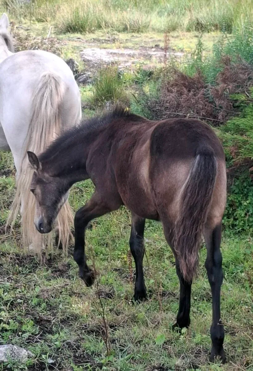 Dun Connemara colt foal - Image 3