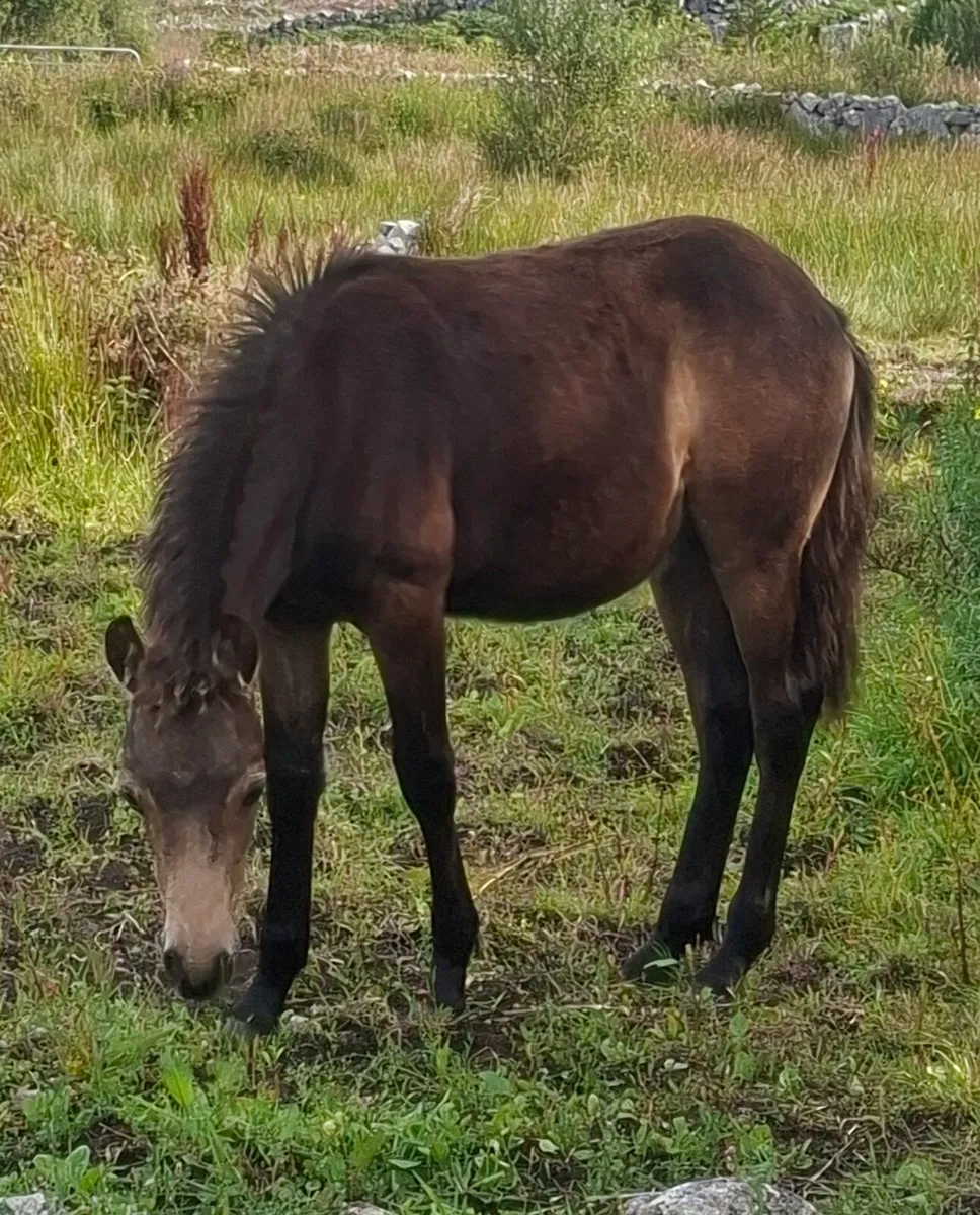 Dun Connemara colt foal - Image 1