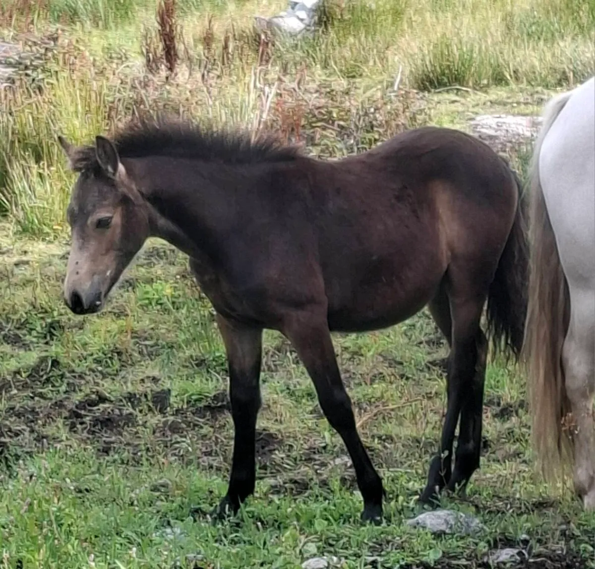 Dun Connemara colt foal - Image 2