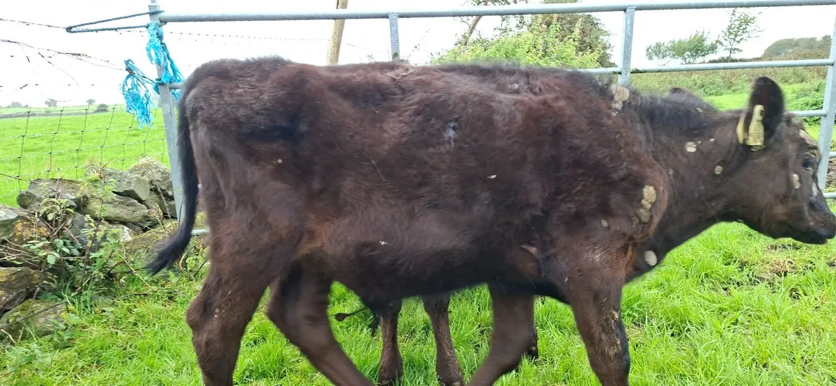 Reared Angus  Bull Calves - Image 3