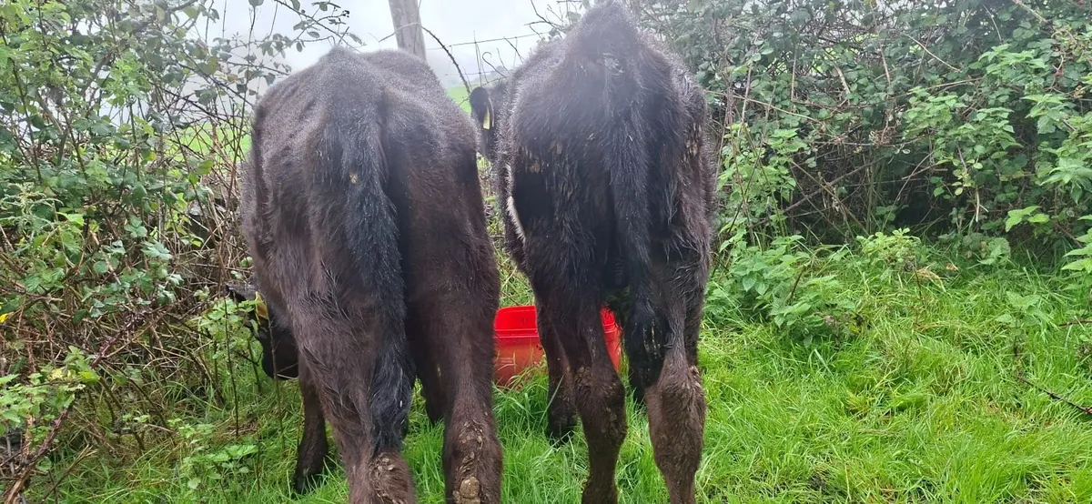 Reared Angus  Bull Calves - Image 4