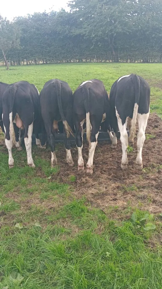 BRITISH FRIESIAN - Image 2